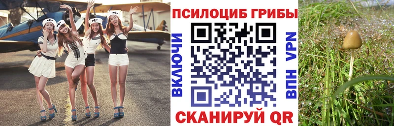 где купить   Ардон  Псилоцибиновые грибы мицелий 